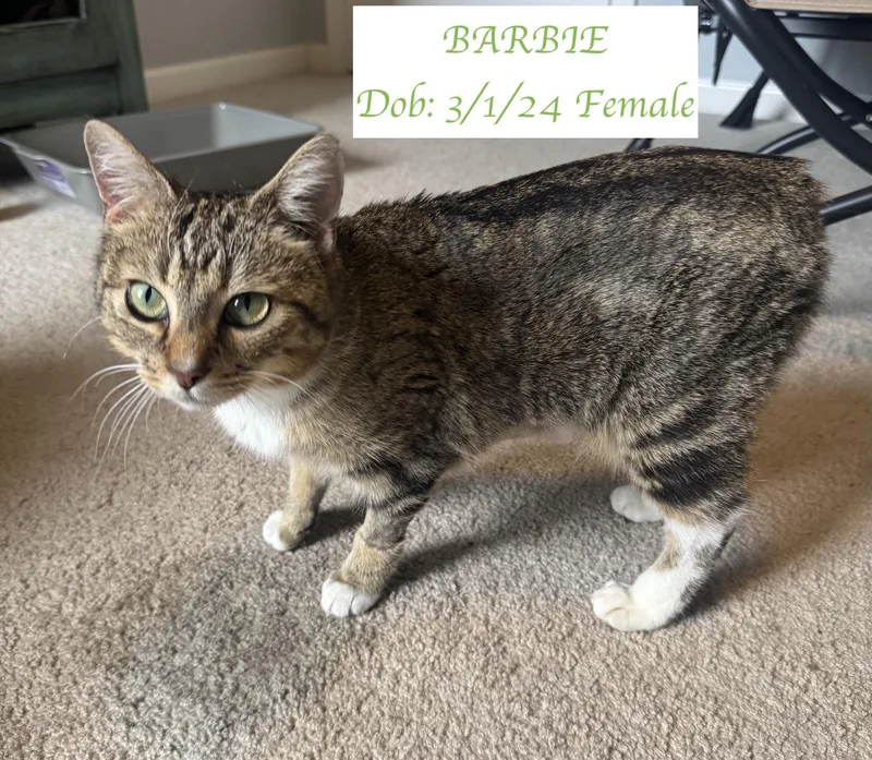An adult medium-sized female Buff / Tan / Fawn Domestic Short Hair cat named Barbie for adoption in Murfreesboro, TN