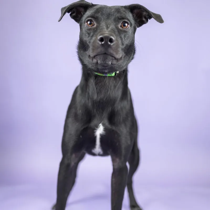 A young medium-sized female Black Mixed Breed dog named Sparrow for adoption in Portland, OR