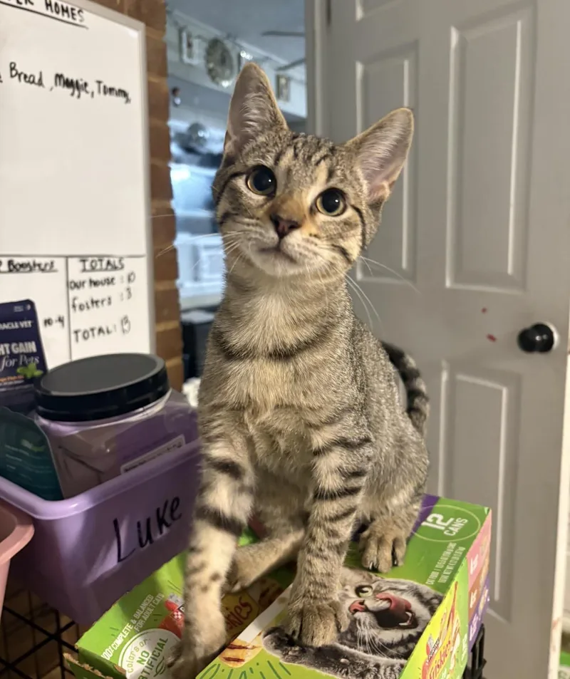 A baby small-sized male Tabby (Brown / Chocolate) Domestic Short Hair cat named Teddy for adoption in Hope Mills, NC