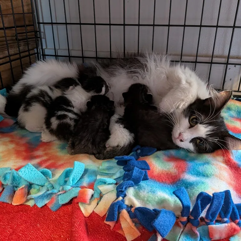 A baby small-sized female Gray / Blue / Silver Domestic Medium Hair cat named Dot for adoption in Fairfax Station, VA