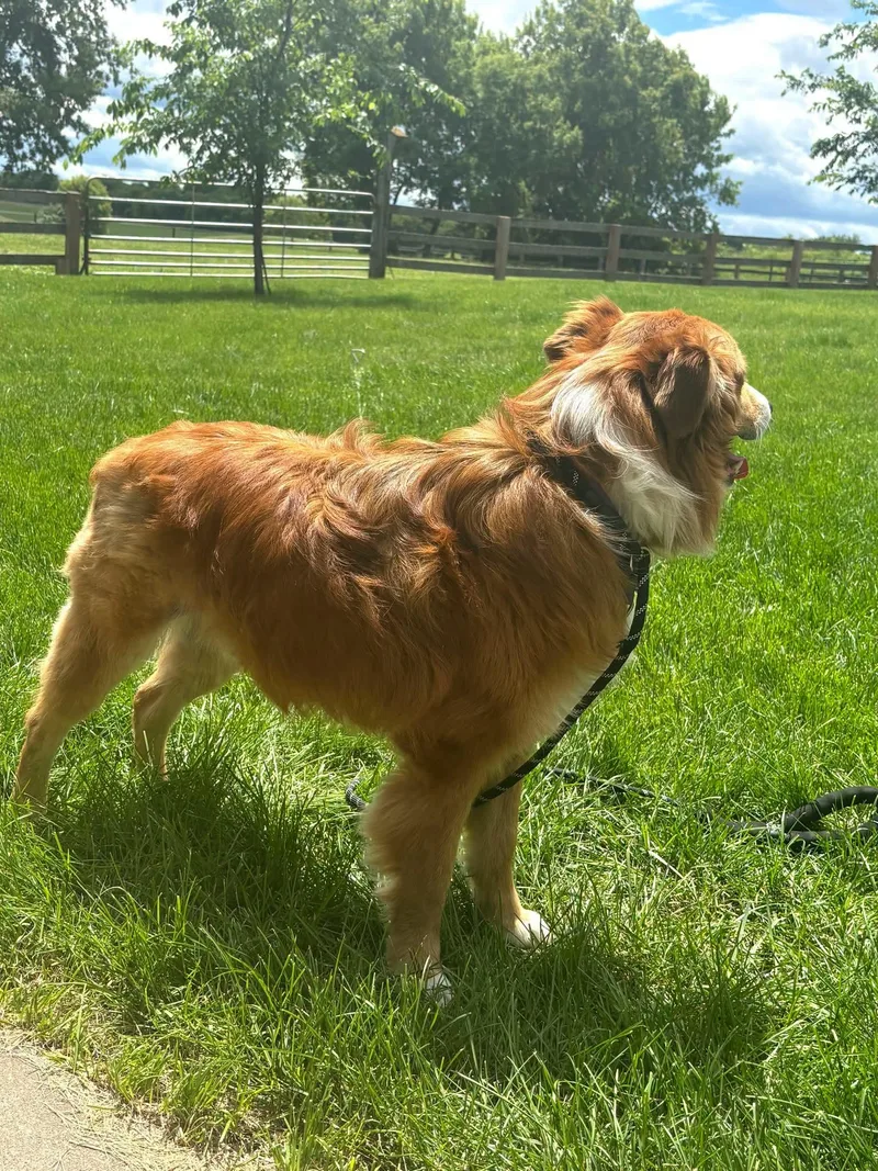 Mojo