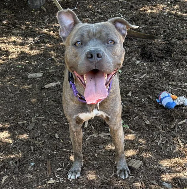 Nova