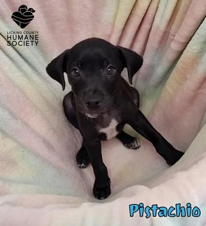 A baby small-sized male Labrador Retriever dog named Pistachio for adoption in Heath, OH