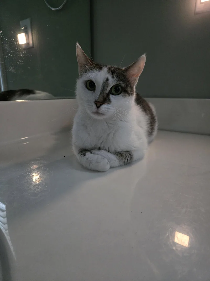 A young medium-sized female Gray & White Domestic Short Hair cat named Violette for adoption in Buford, GA
