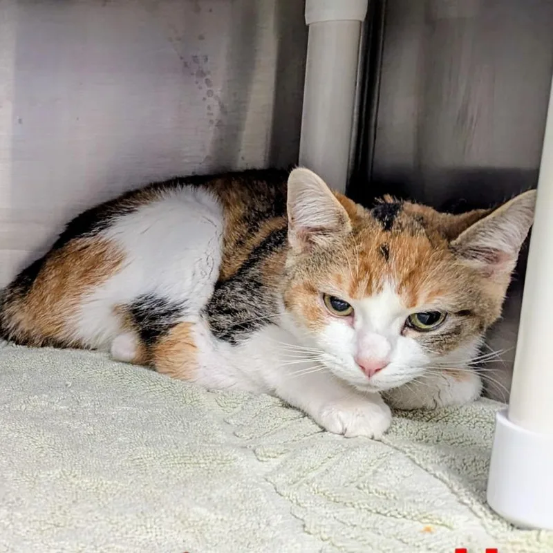 An adult medium-sized female Calico American Bobtail cat named Annie Belle for adoption in Marysville, OH
