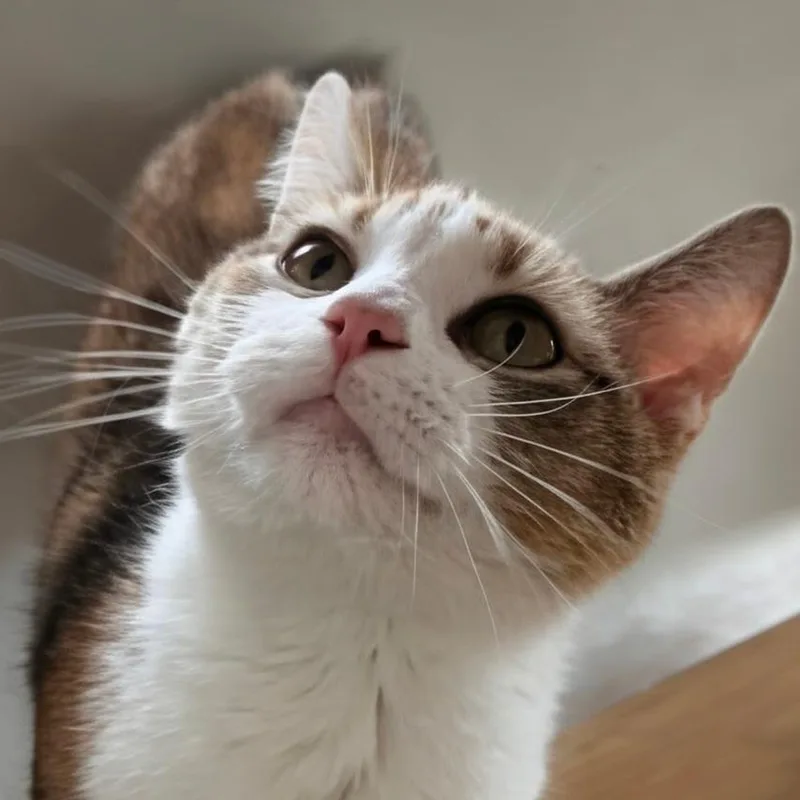 Annie Belle thumbnail 6