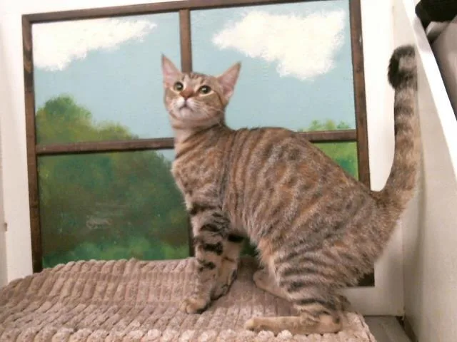 A baby medium-sized male Domestic Short Hair cat named Kiwi for adoption in Houston, TX