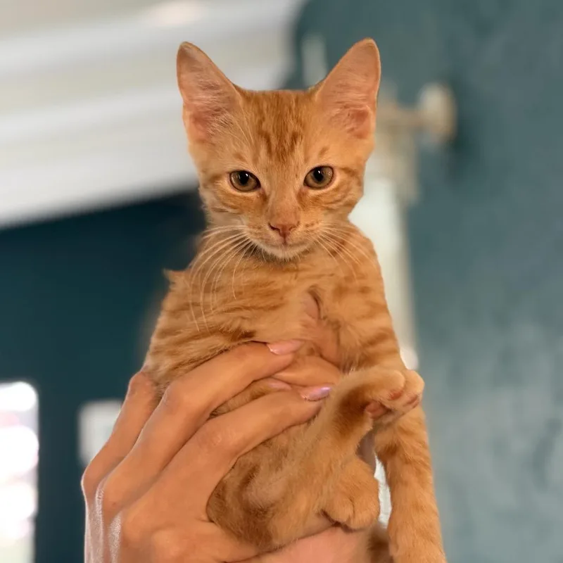A young medium-sized male Orange / Red Domestic Short Hair cat named Flosstradamus for adoption in miami, FL