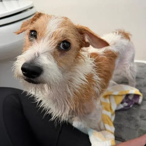 A young small-sized male Golden Jack Russell Terrier dog named Ollie for adoption in Raleigh, NC