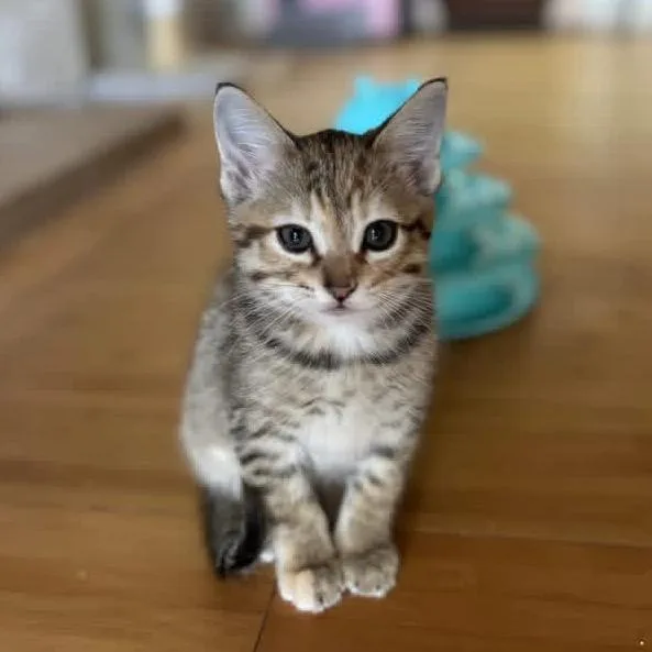A baby small-sized female Brown / Chocolate Domestic Short Hair cat named Fable for adoption in Tustin, CA