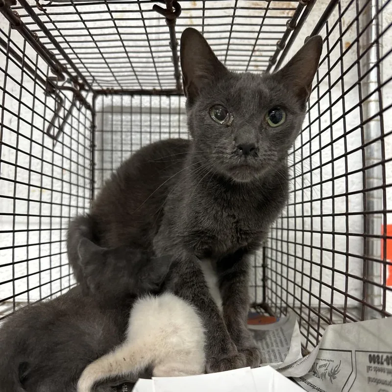 A young medium-sized female Gray / Blue / Silver Domestic Short Hair cat named Crunchy Peanut Butter for adoption in Edinburg, TX