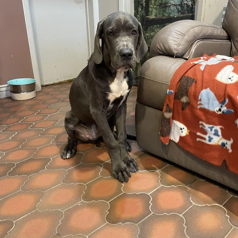 A young large-sized male Gray / Blue / Silver Cane Corso dog named Shaggy for adoption in Lisbon, OH