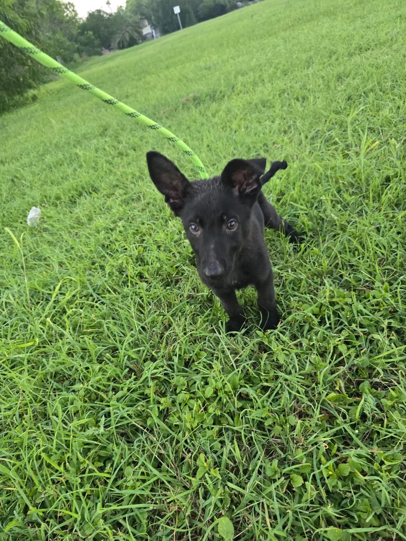 A baby large-sized female Black German Shepherd Dog dog named Midnight for adoption in Greeneville , TN