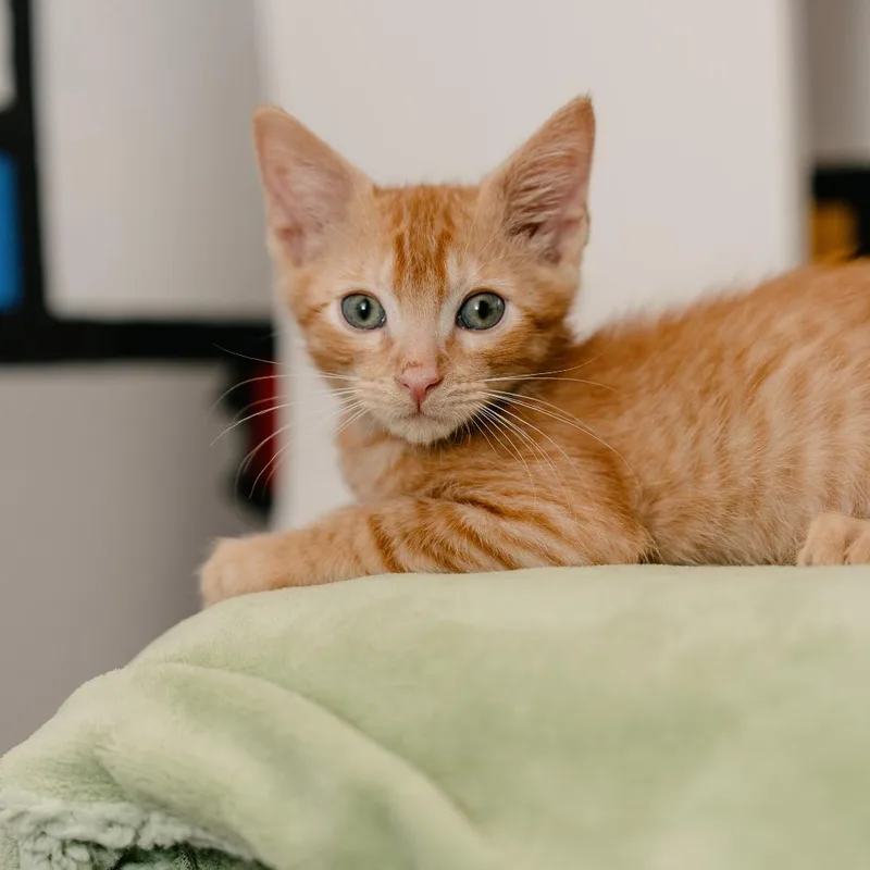 A baby small-sized male Orange / Red Domestic Short Hair cat named Tater for adoption in Los Angeles, CA