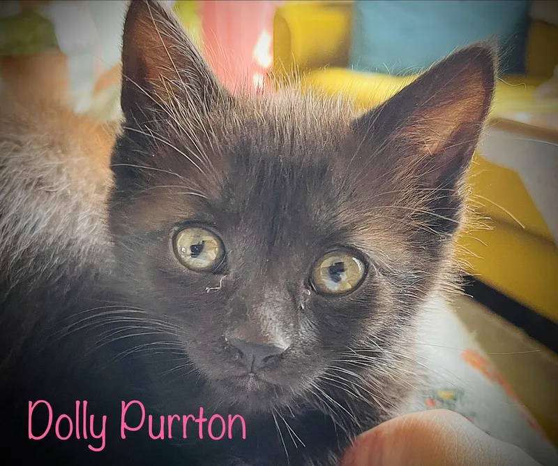 A baby small-sized female Black American Shorthair cat named Dolly Purrton for adoption in Wadsworth, IL