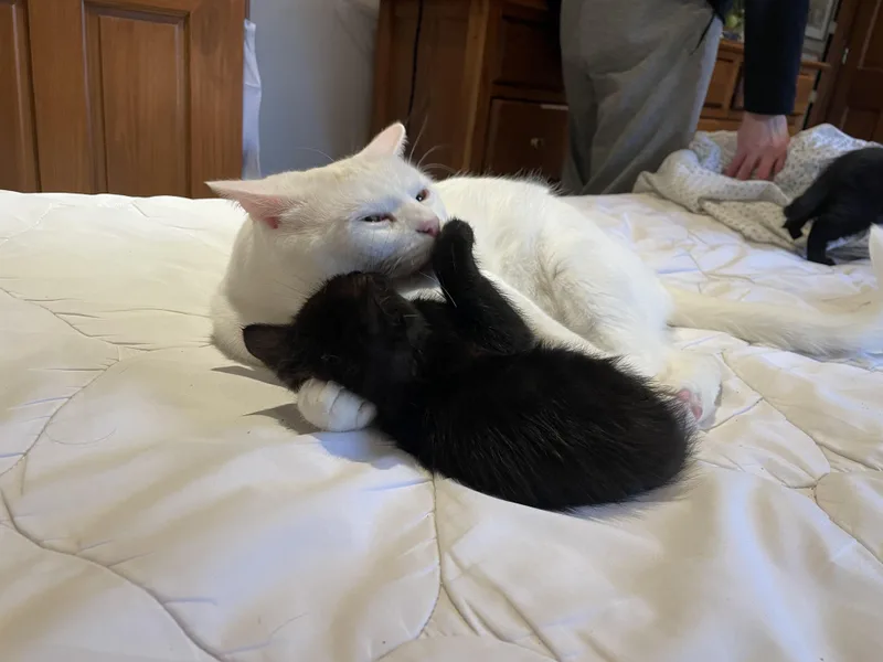 Dolly Purrton thumbnail 2