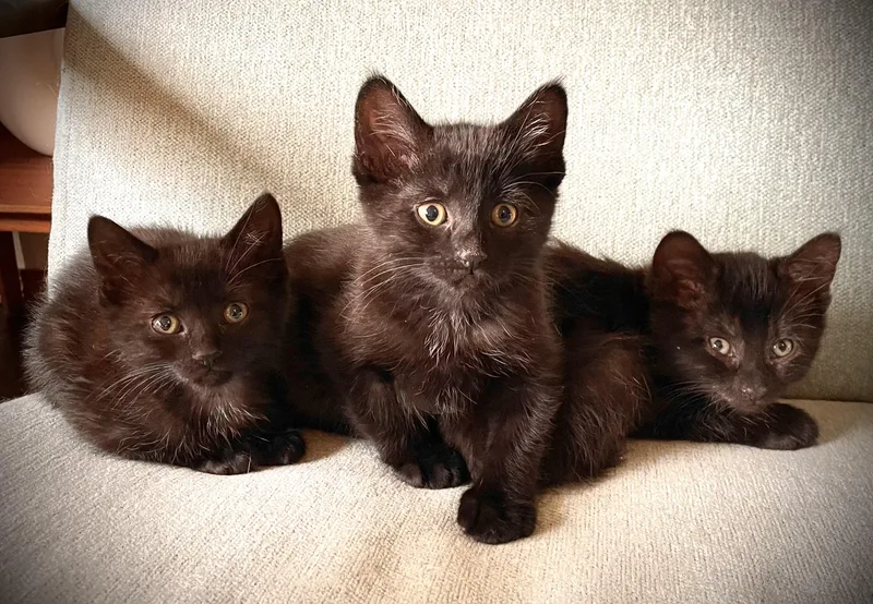 Dolly Purrton thumbnail 3