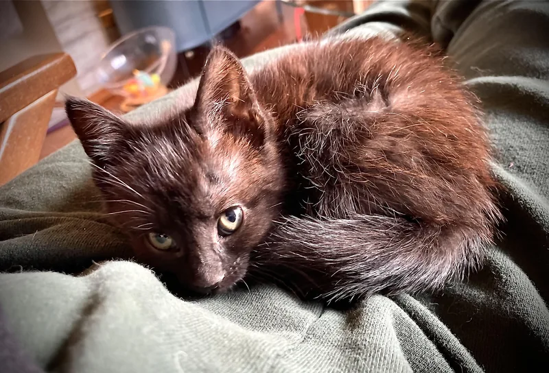 Dolly Purrton thumbnail 4