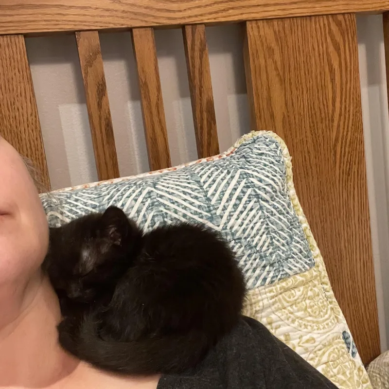 Dolly Purrton thumbnail 5