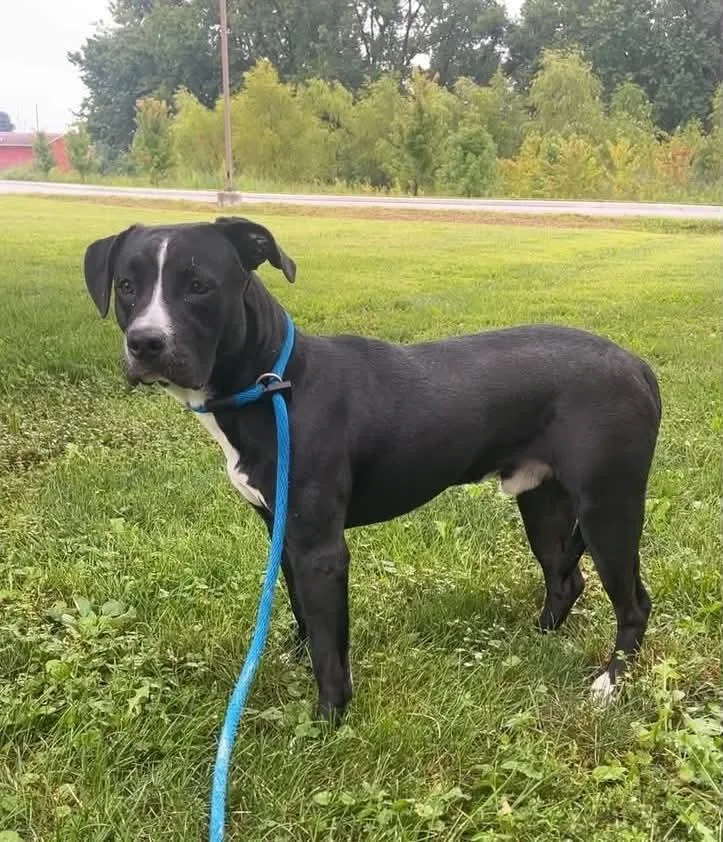 A young medium-sized male Black Pit Bull Terrier dog named Satch for adoption in Springfield, IL