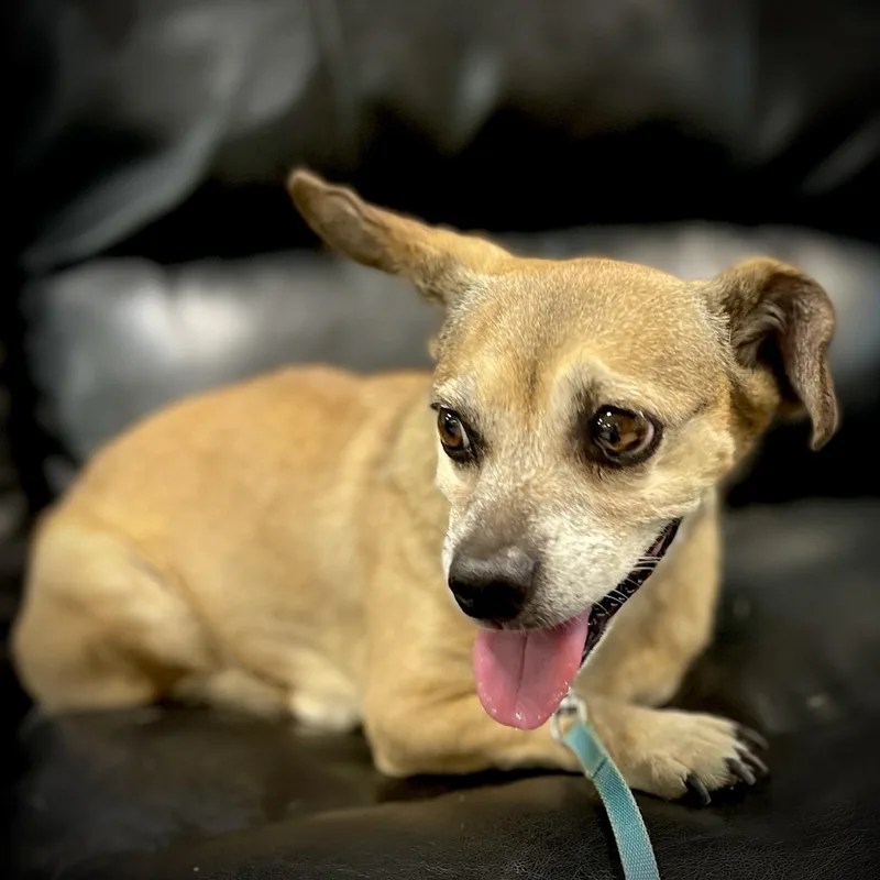 An adult small-sized female Chihuahua dog named Rosa for adoption in San Andreas, CA
