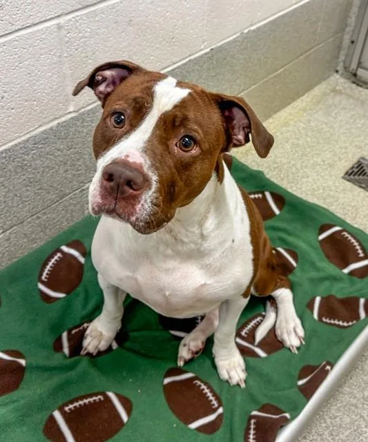 An adult medium-sized female Pit Bull Terrier dog named Carrie for adoption in Statesville, NC
