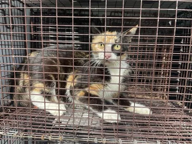 A young medium-sized female Domestic Short Hair cat named A for adoption in Houston, TX