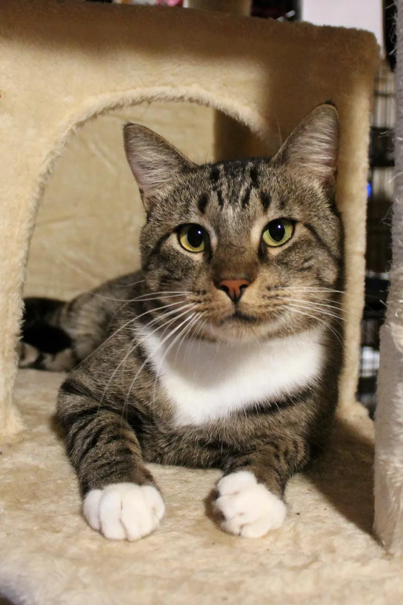 A young medium-sized male Tabby (Brown / Chocolate) Domestic Short Hair cat named Bean for adoption in Guthrie, OK