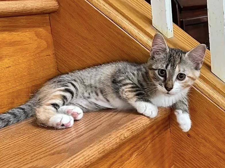 A baby medium-sized female Torbie Domestic Short Hair cat named Jewel for adoption in Breinigsville, PA