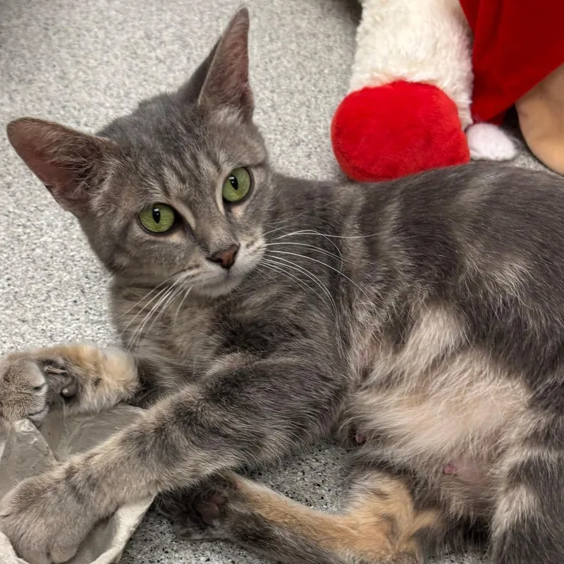 A young medium-sized female Gray / Blue / Silver Domestic Short Hair cat named Emerald Grace for adoption in Naperville, IL
