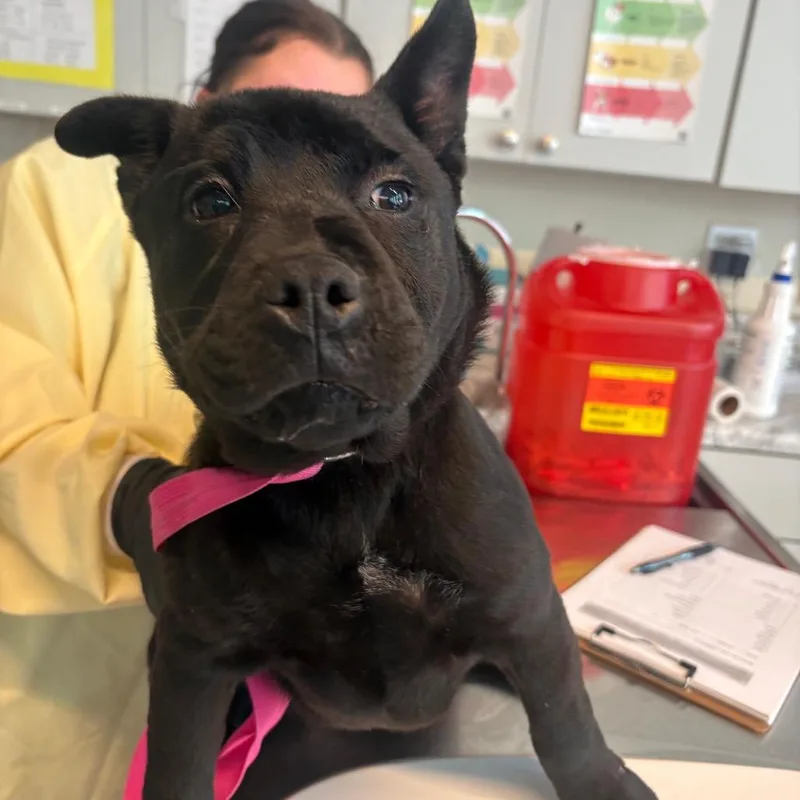 A baby small-sized female Black Mixed Breed dog named Maddie for adoption in Huntington, WV