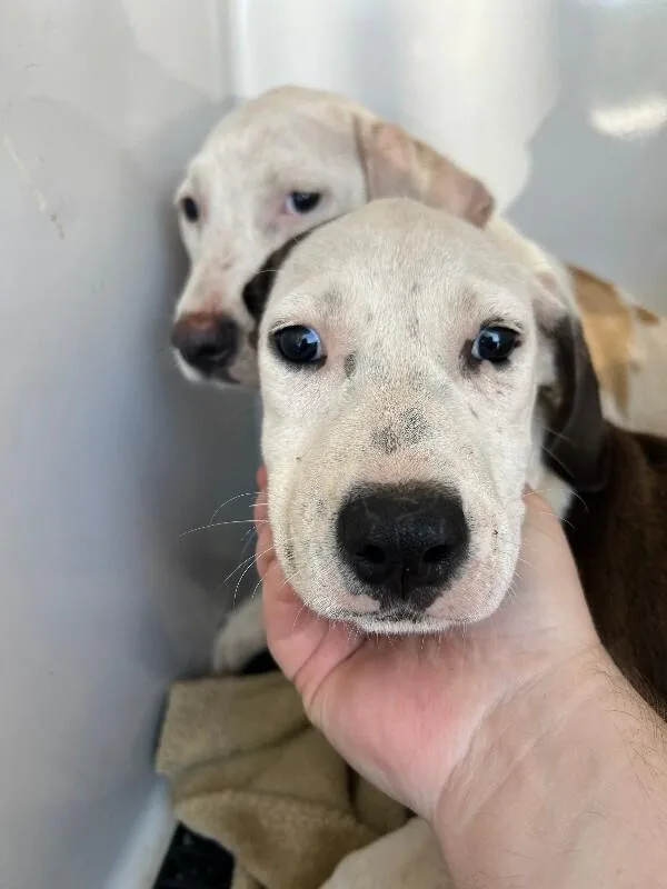 A young medium-sized female White / Cream Pit Bull Terrier dog named Everly for adoption in Mobile, AL