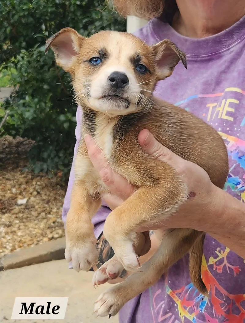 A baby medium-sized male Terrier dog named Bertram for adoption in Royal Palm Beach, FL