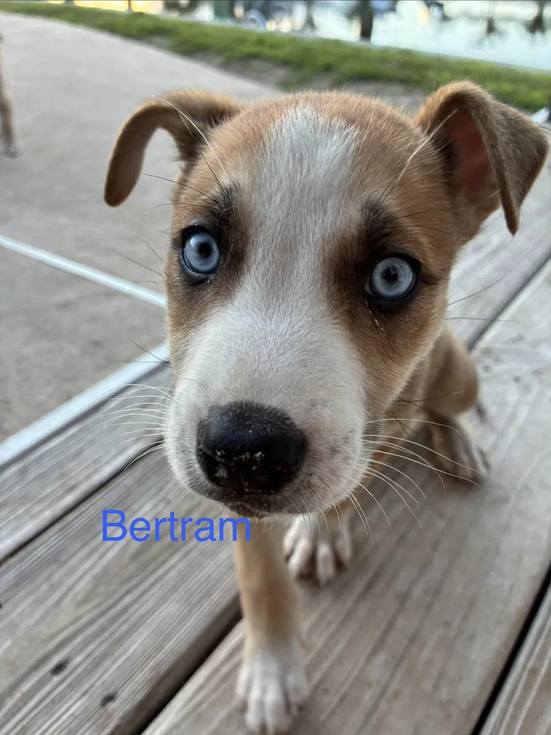 Bertram thumbnail 3