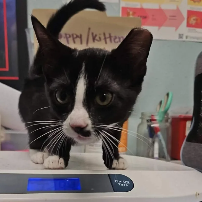 A baby small-sized female Black Domestic Short Hair cat named Penelope for adoption in Edwardsville, IL