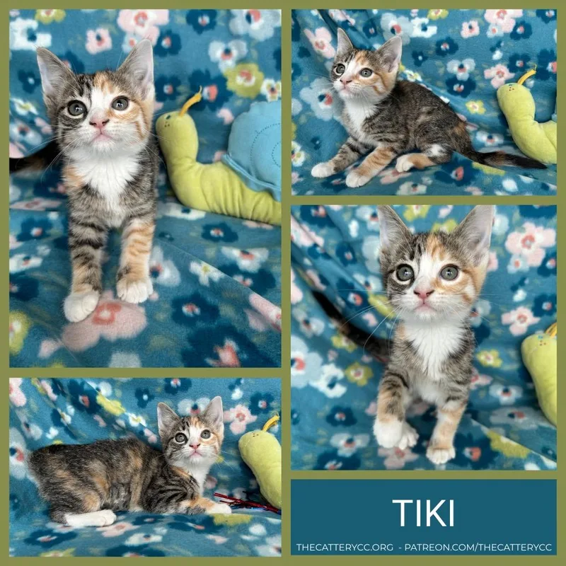 A baby small-sized female Domestic Short Hair cat named Tiki for adoption in Corpus Christi, TX