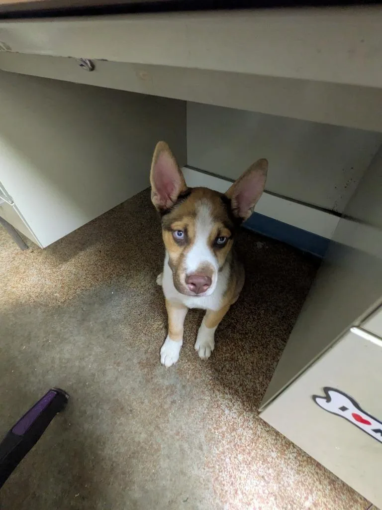 A baby medium-sized male Shepherd dog named Bug for adoption in Brownwood, TX