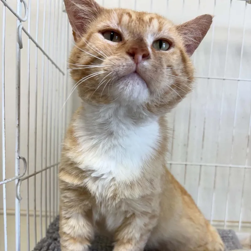 An adult medium-sized male Orange & White Domestic Short Hair cat named Tom for adoption in Columbia, MO