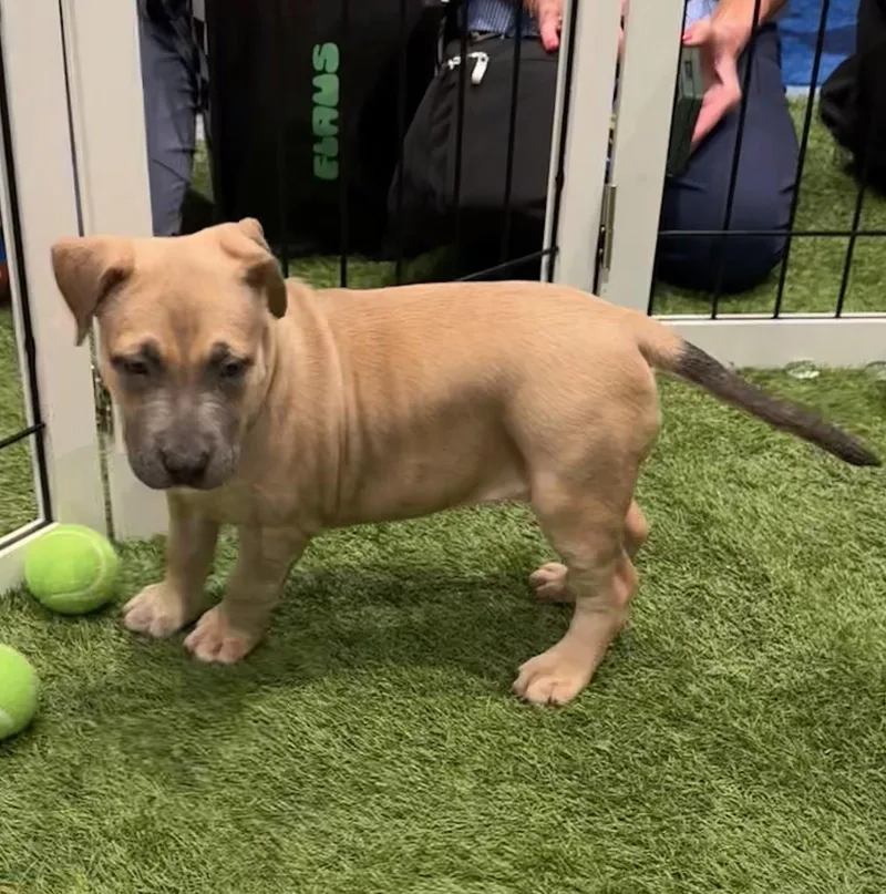 A baby medium-sized female Labrador Retriever dog named Suja for adoption in Sanford, FL