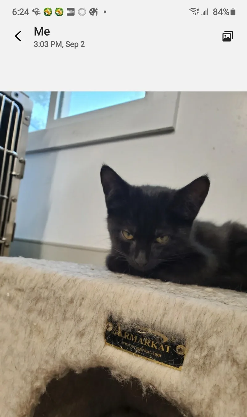 Mr. Randy Jackson thumbnail 2