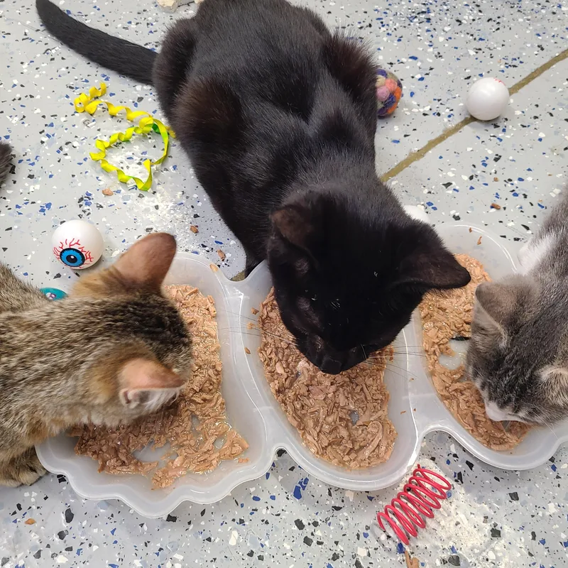 Mr. Randy Jackson thumbnail 3