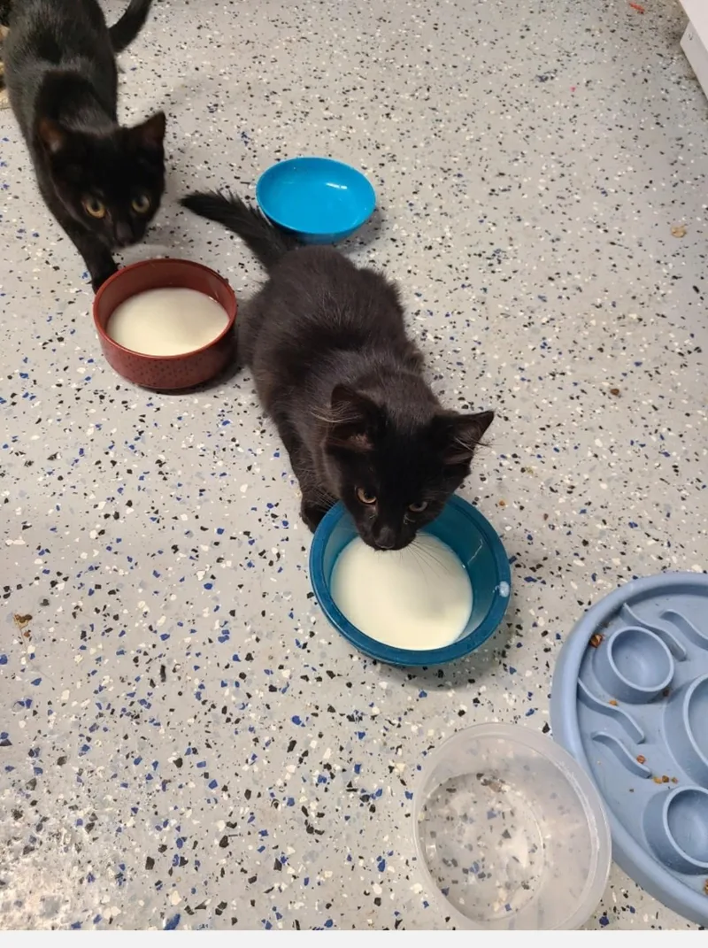 Mr. Randy Jackson thumbnail 4