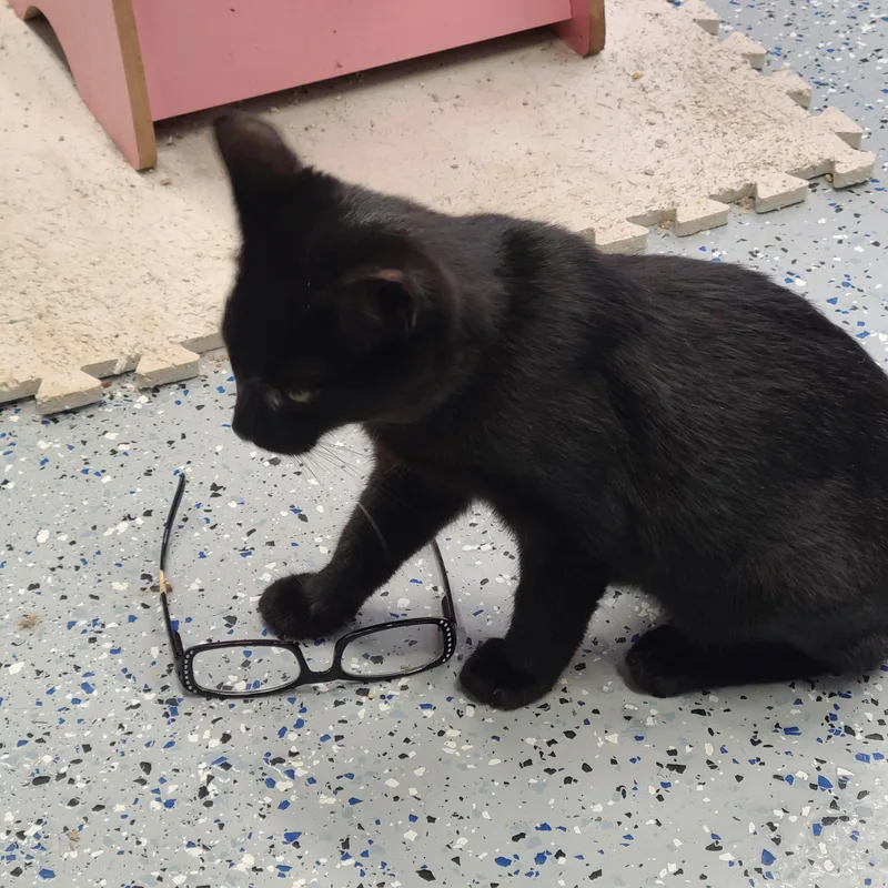 Mr. Randy Jackson thumbnail 5