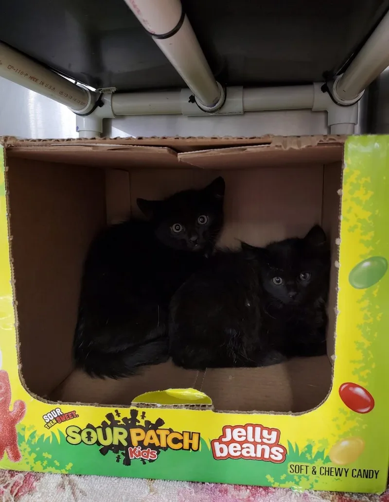 Mr. Randy Jackson thumbnail 6