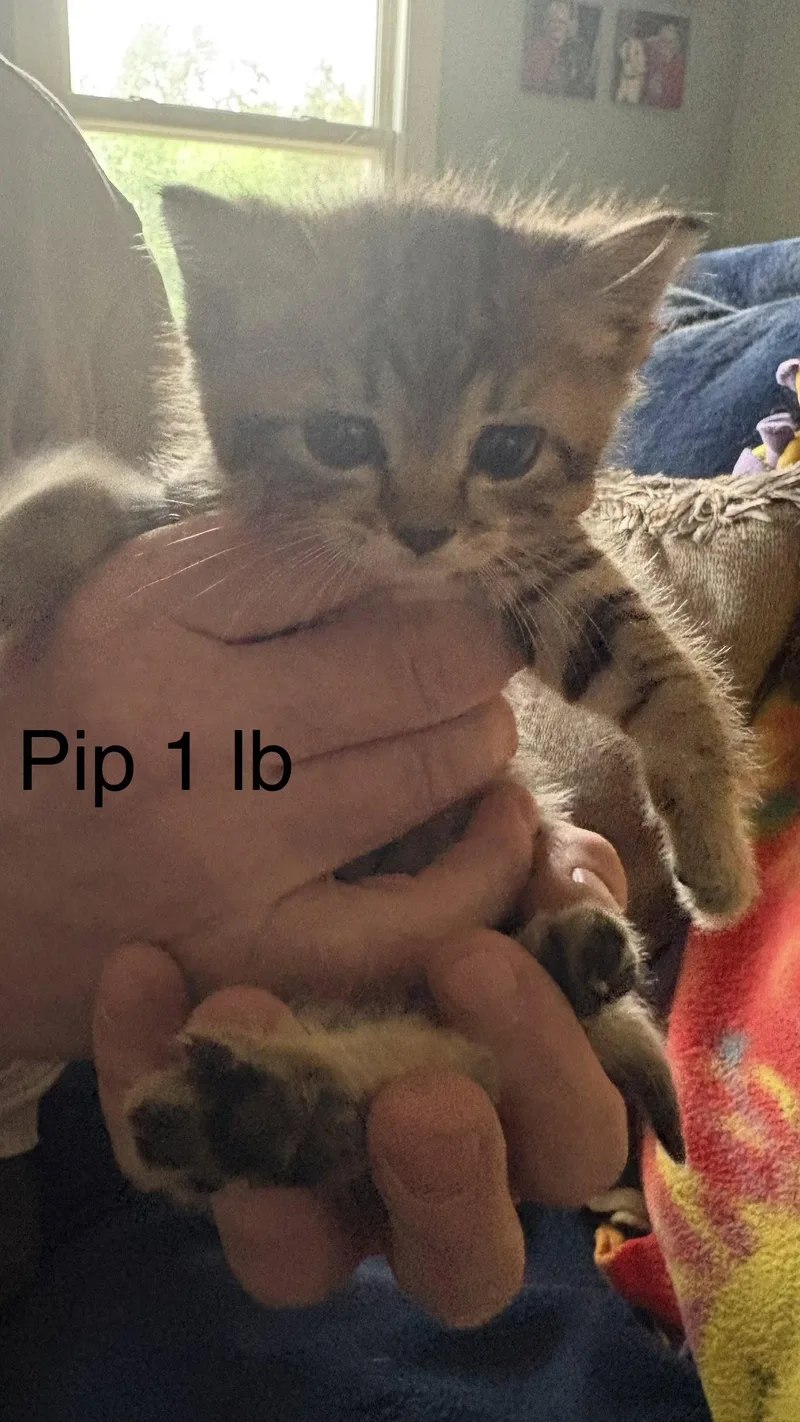 Pip