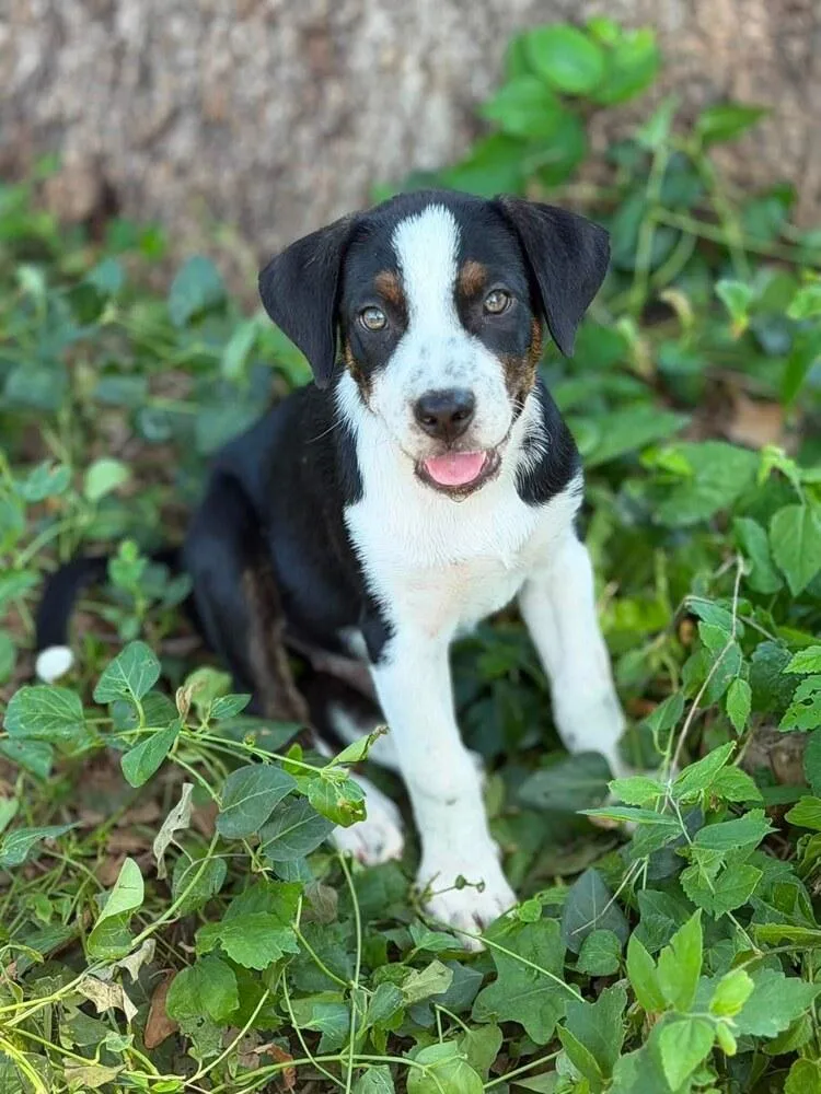 A baby medium-sized male Tricolor (Brown, Black, & White) Australian Shepherd dog named Slinky "JUST ARRIVED" for adoption in Richardson, TX