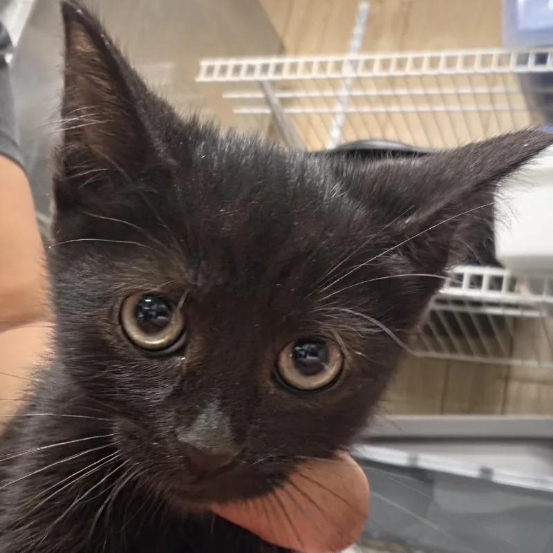 A baby small-sized female Black Domestic Short Hair cat named Diega for adoption in Leander, TX