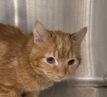 A young medium-sized male Domestic Short Hair cat named Mac n Cheese for adoption in Lafayette, IN
