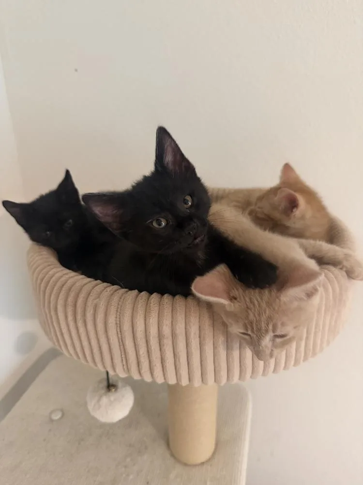 A baby small-sized female Black Domestic Short Hair cat named Snooki for adoption in Brandon, FL