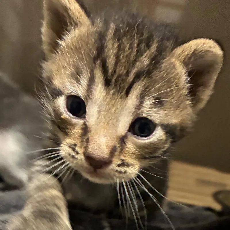 A baby small-sized male Gray / Blue / Silver Domestic Short Hair cat named Butter for adoption in Yuma, AZ